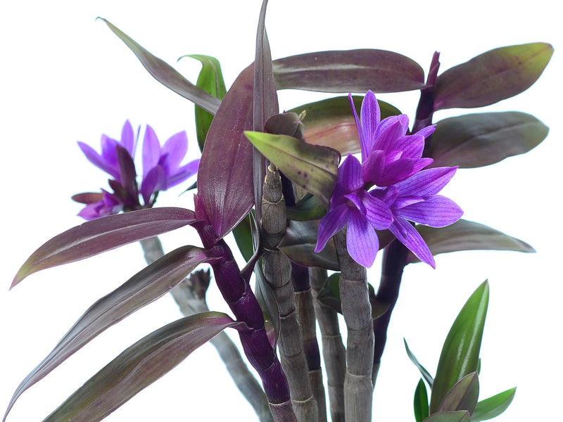 Dendrobium Victoria Pinky