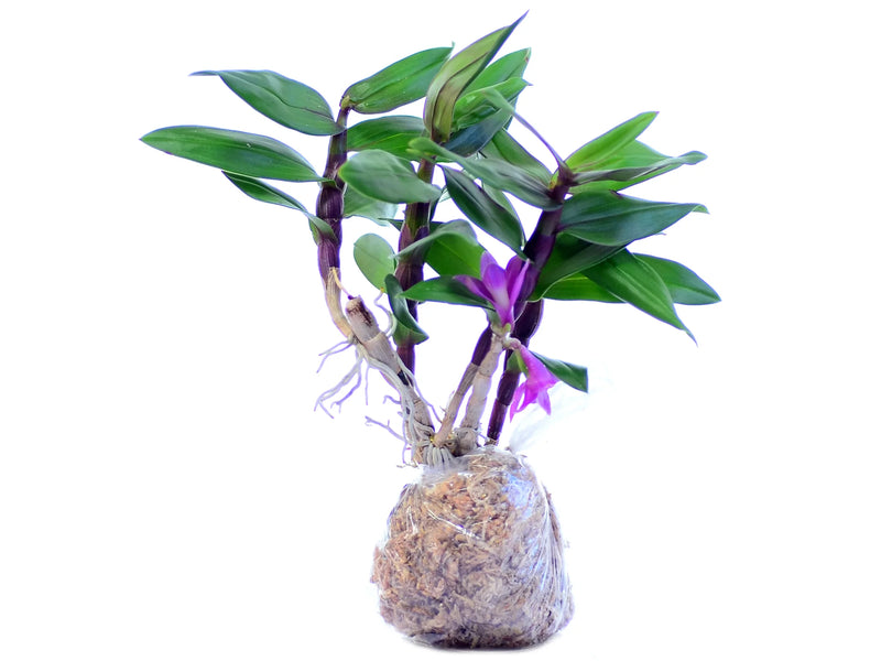 Dendrobium Victoria Pinky