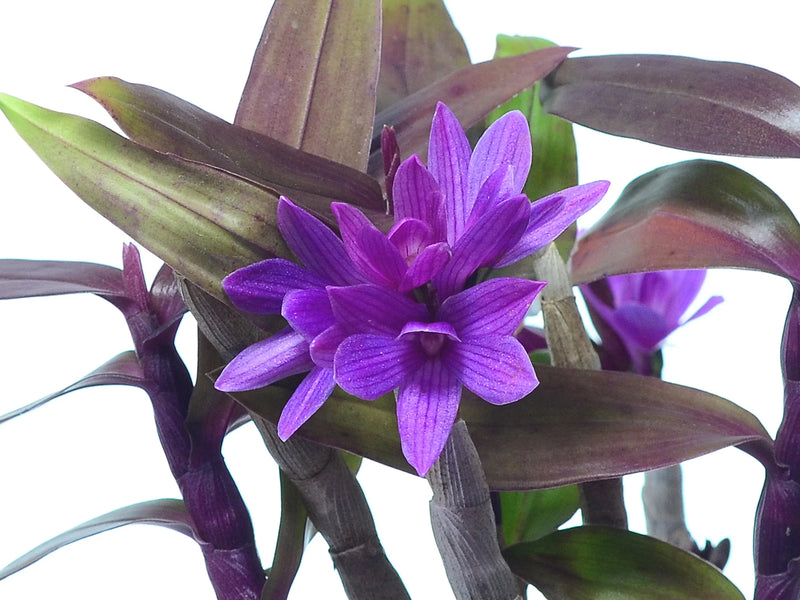 Dendrobium Victoria Pinky