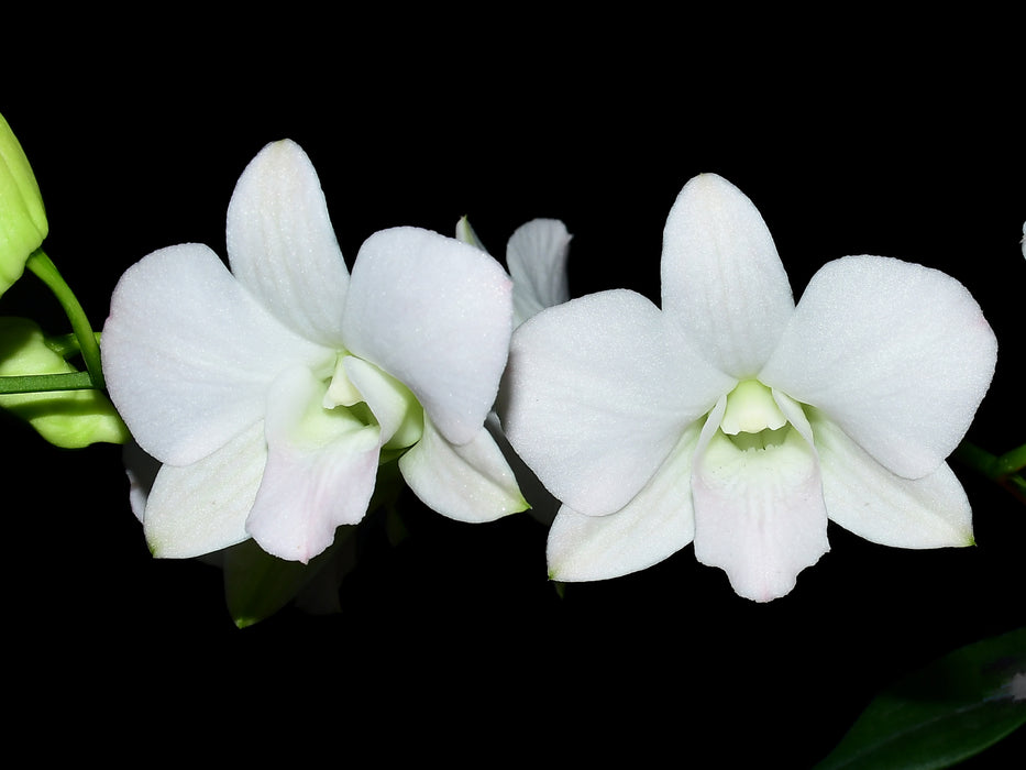 Dendrobium Visa Peach