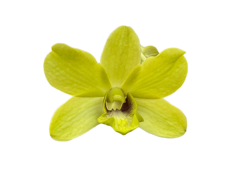 Dendrobium Walter Oumae-thongchai Gold