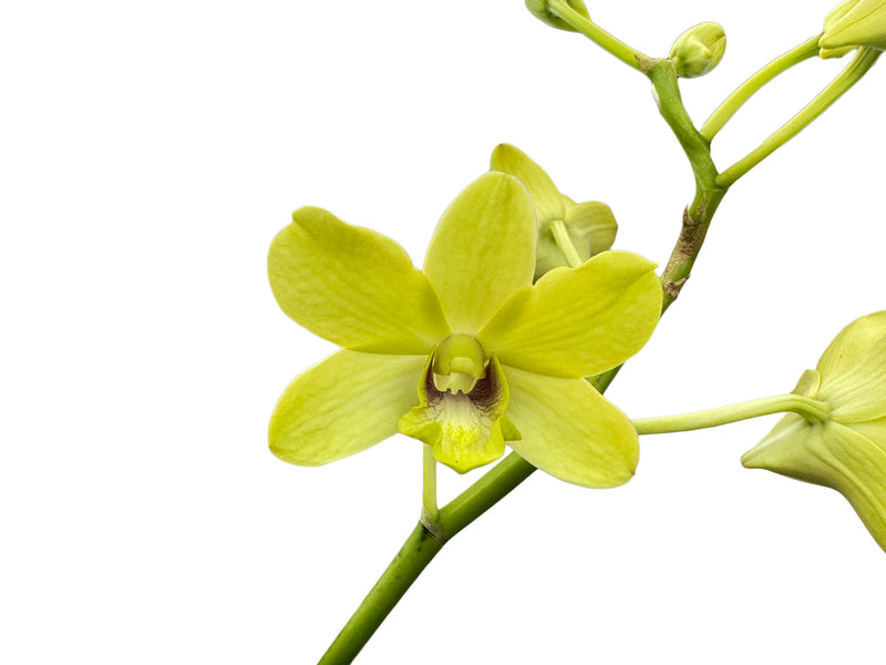 Dendrobium Walter Oumae-thongchai Gold
