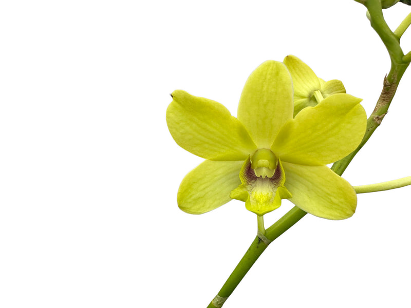 Dendrobium Walter Oumae-thongchai Gold