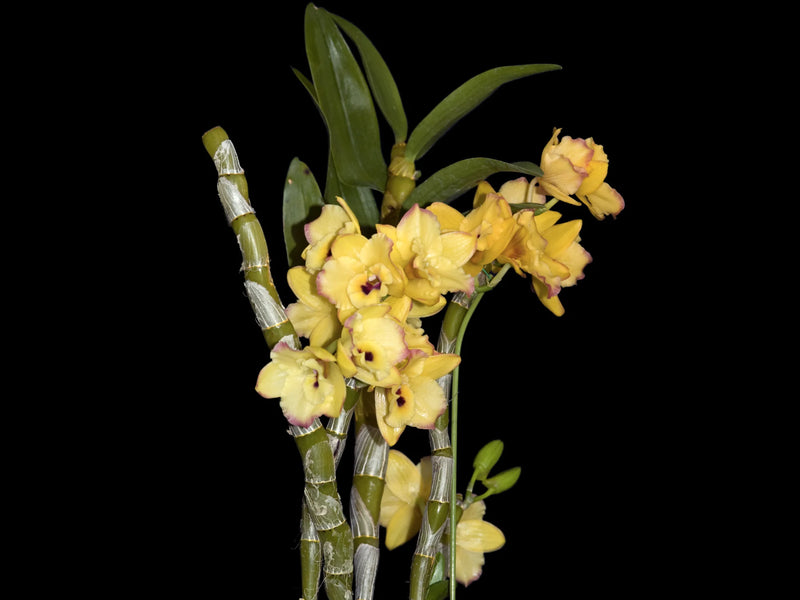 Dendrobium Yasuko Sugiyama March