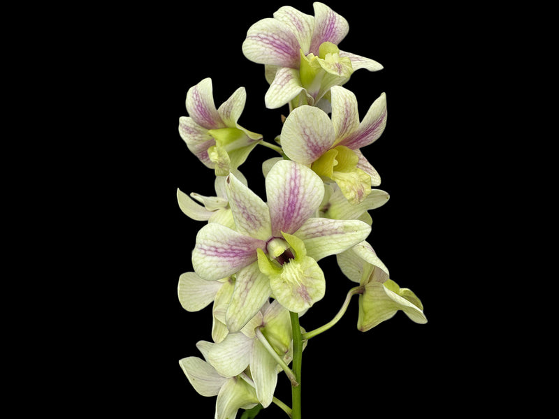 Dendrobium Yong Kok Wah - Mad. Vipar