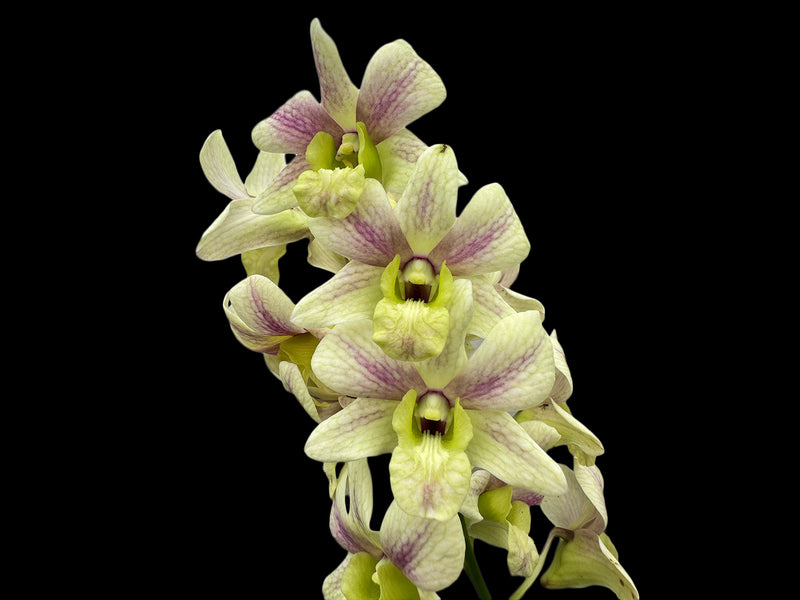 Dendrobium Yong Kok Wah - Mad. Vipar