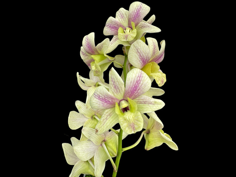 Dendrobium Yong Kok Wah - Mad. Vipar