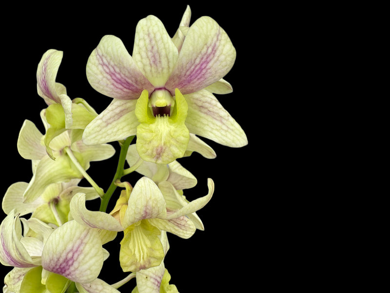 Dendrobium Yong Kok Wah - Mad. Vipar