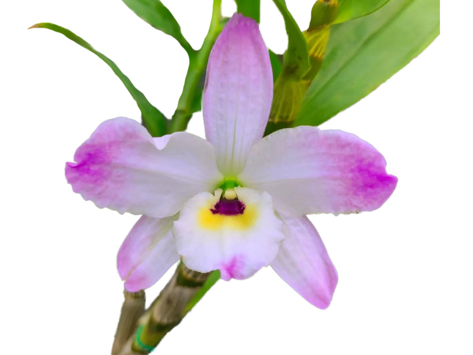 Dendrobium (Sachi x crystallinum) x Dend. nobile