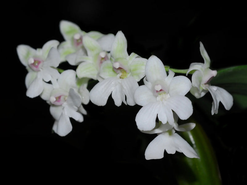Dendrobium aberrans