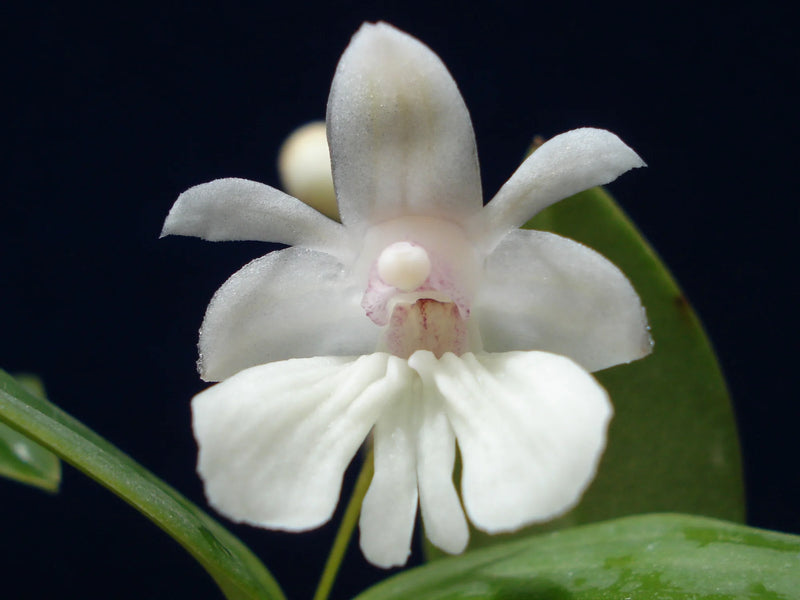 Dendrobium aberrans