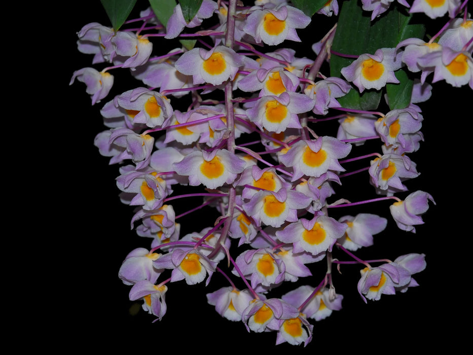 Dendrobium amabile