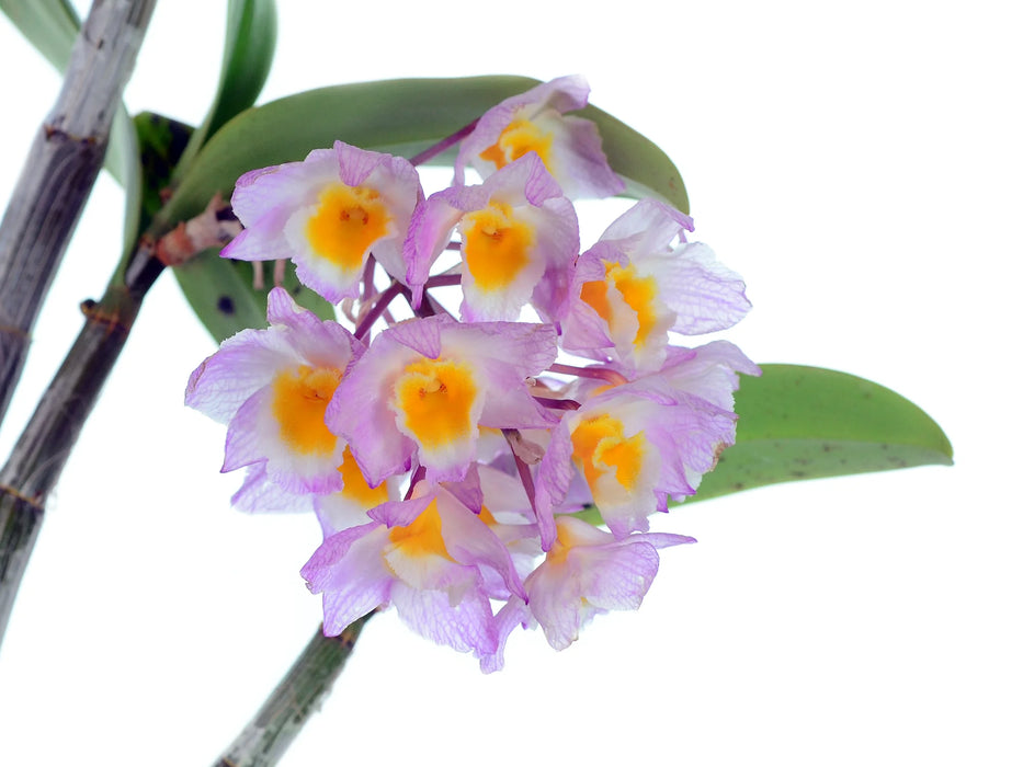 Dendrobium amabile