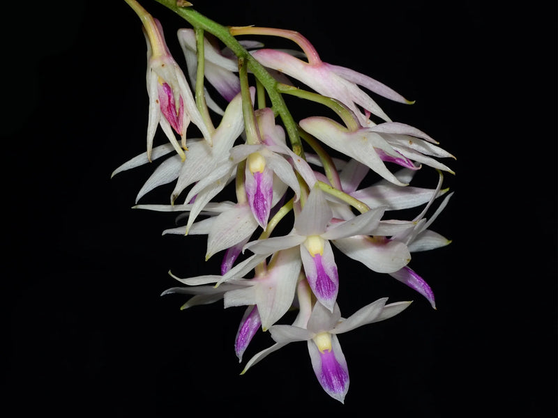 Dendrobium amethystoglossum