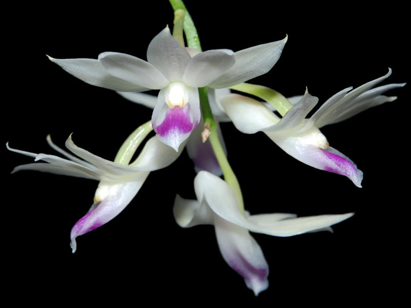 Dendrobium amethystoglossum