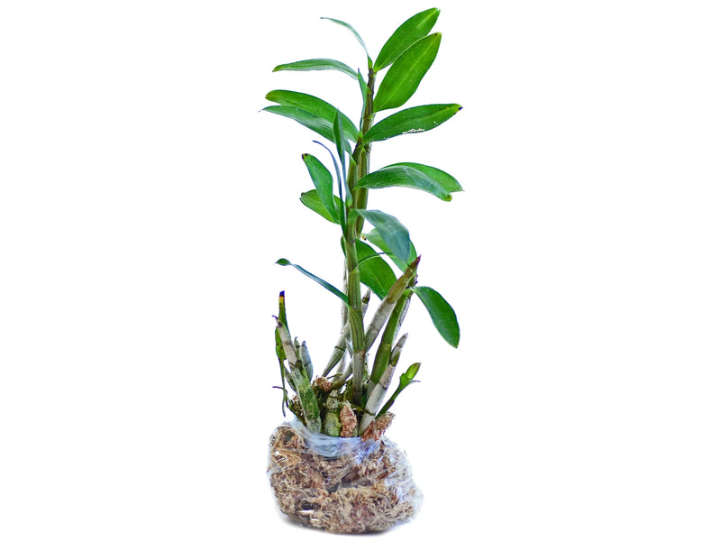 Dendrobium amethystoglossum