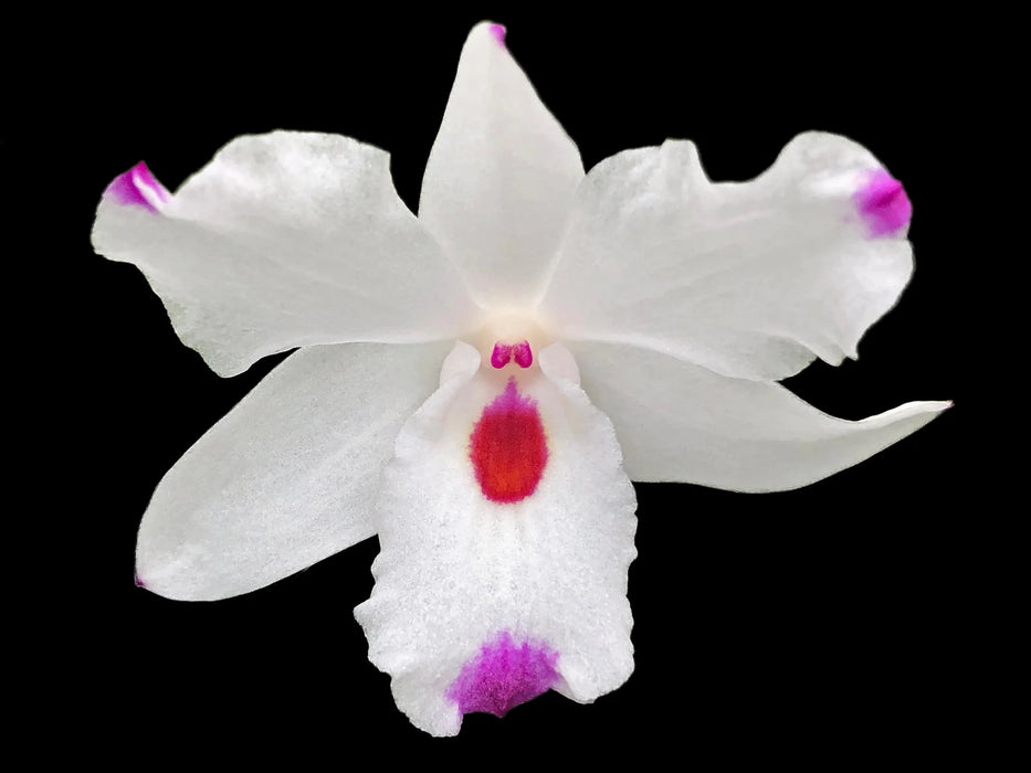 Dendrobium annae