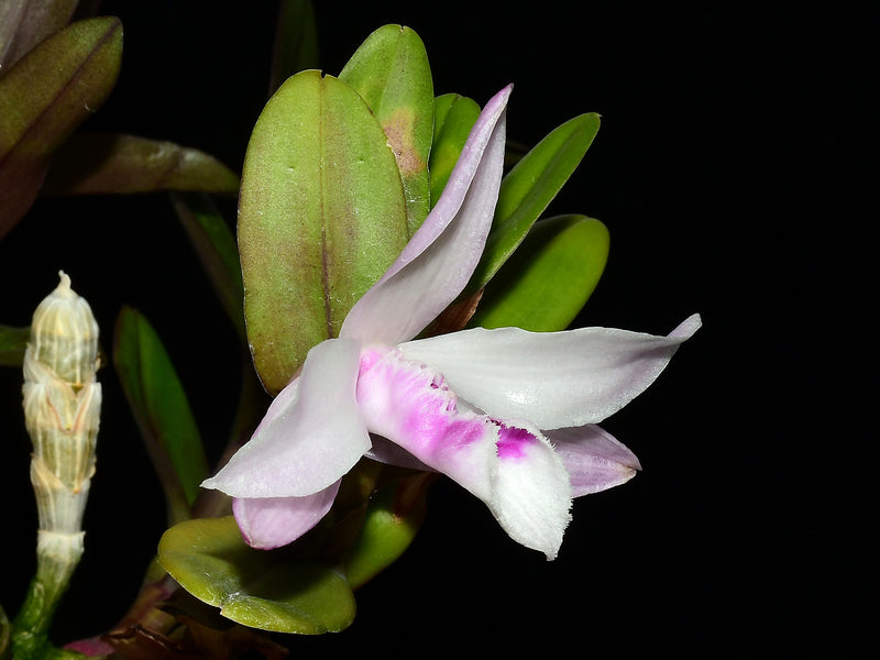 Dendrobium anosmum