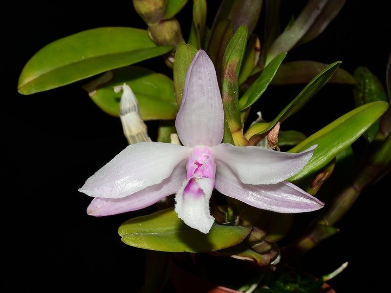 Dendrobium anosmum