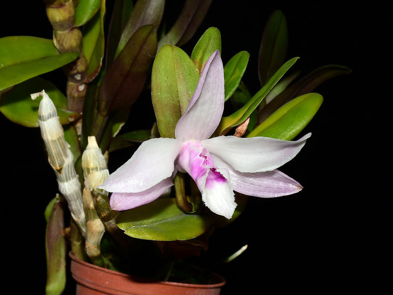 Dendrobium anosmum