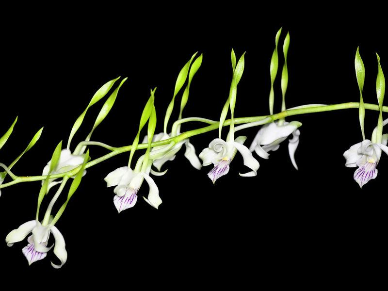 Dendrobium antennatum