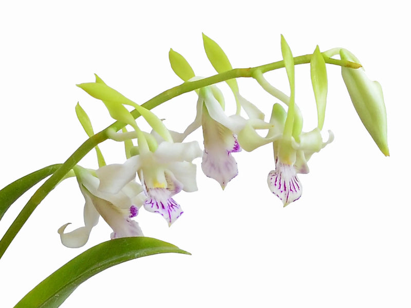 Dendrobium antennatum