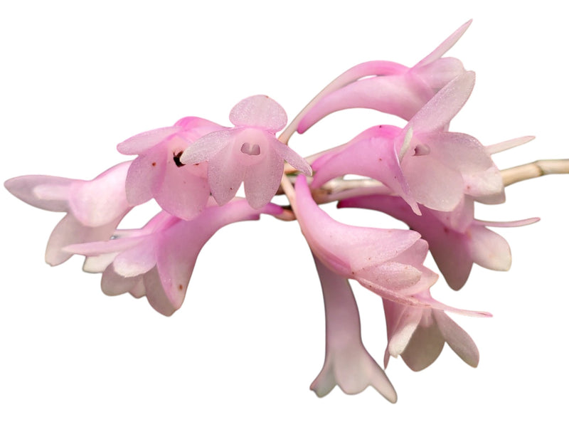 Dendrobium aphanochilum f. white x f. pink