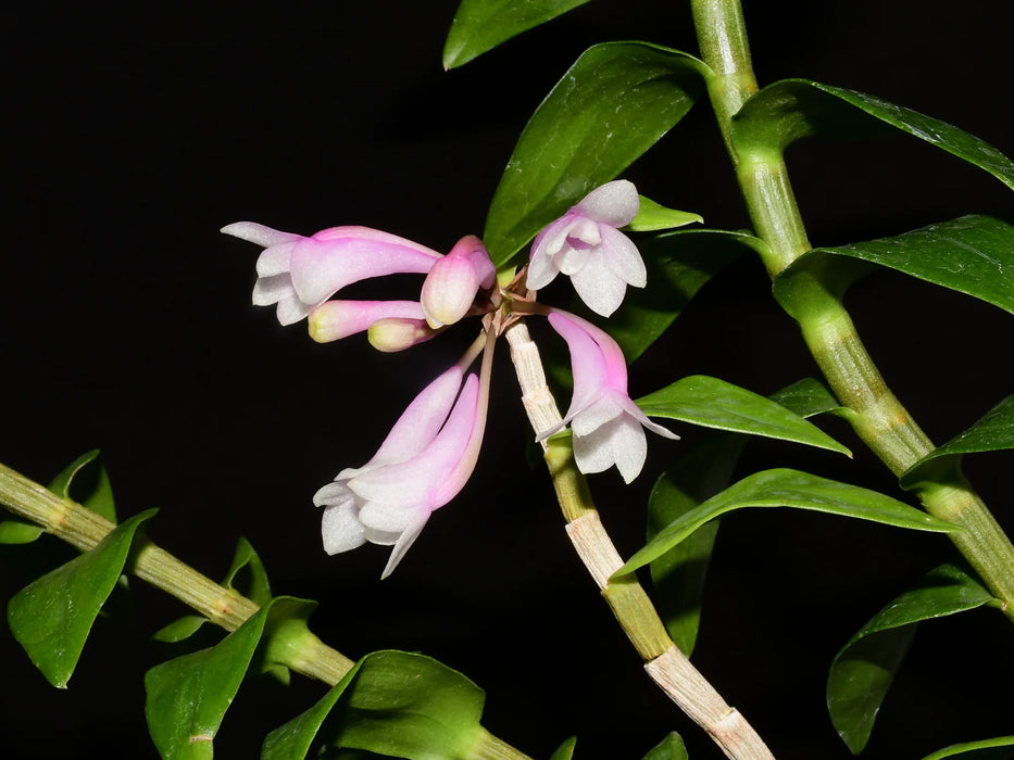 Dendrobium aphanochilum f. white x f. pink