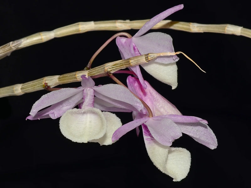 Dendrobium aphyllum