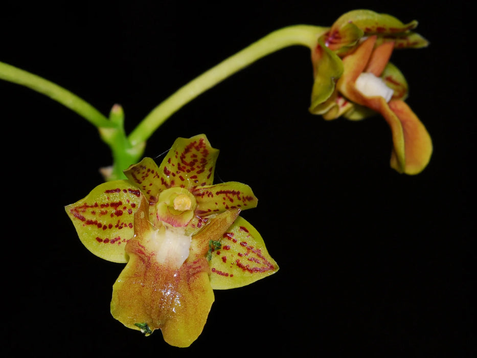 Dendrobium bifalce