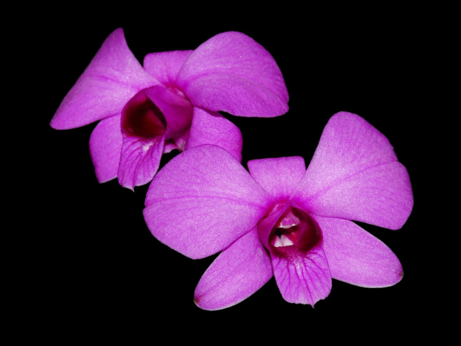 Dendrobium bigibbum