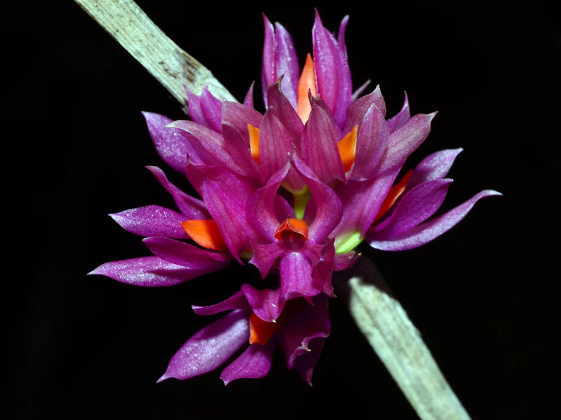 Dendrobium bracteosum new Sulawesi