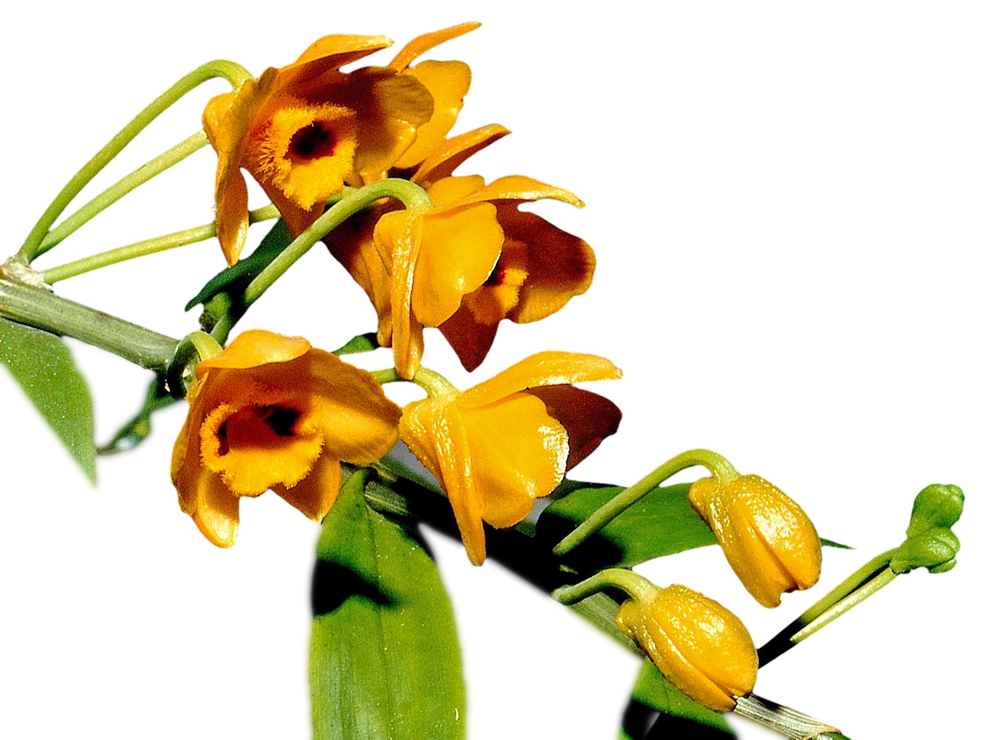 Dendrobium chrysanthum