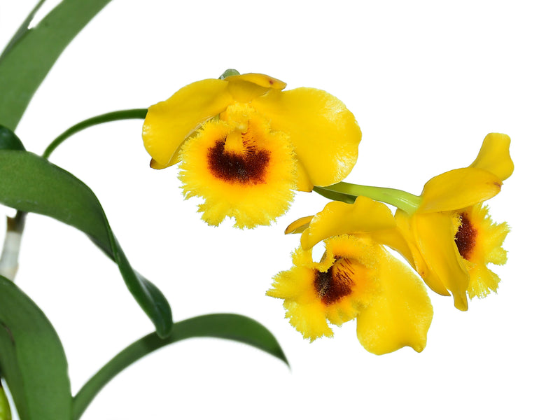 Dendrobium chrysotoxum var. suavissimum