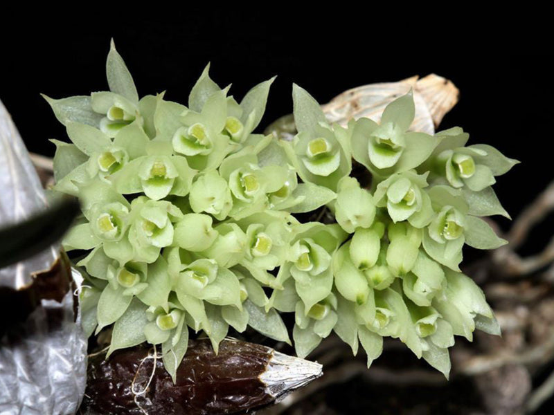 Dendrobium constrictum