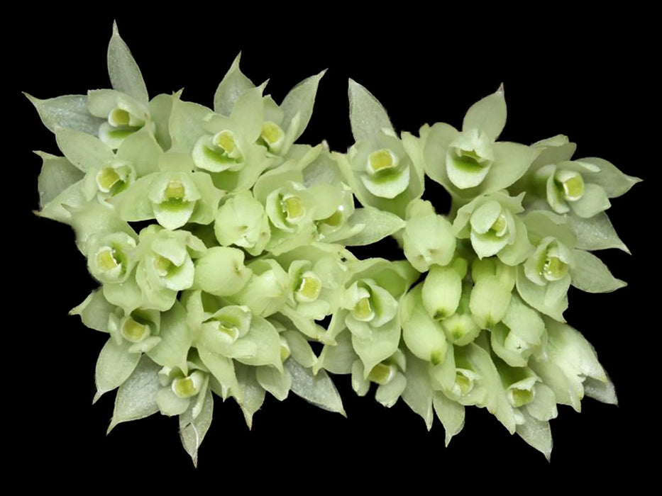 Dendrobium constrictum