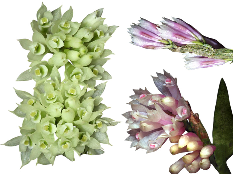 Dendrobium constrictum x Dendrobium caliculi-mentum