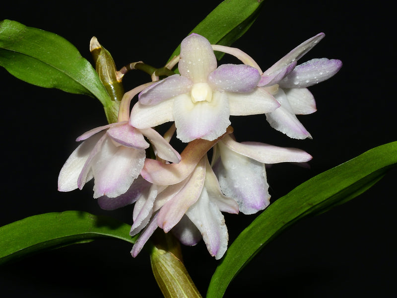 Dendrobium cumulatum