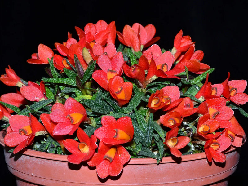 Dendrobium cuthbertsonii