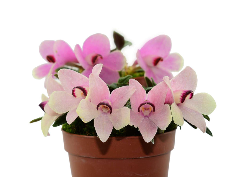 Dendrobium cuthbertsonii 'Martina'