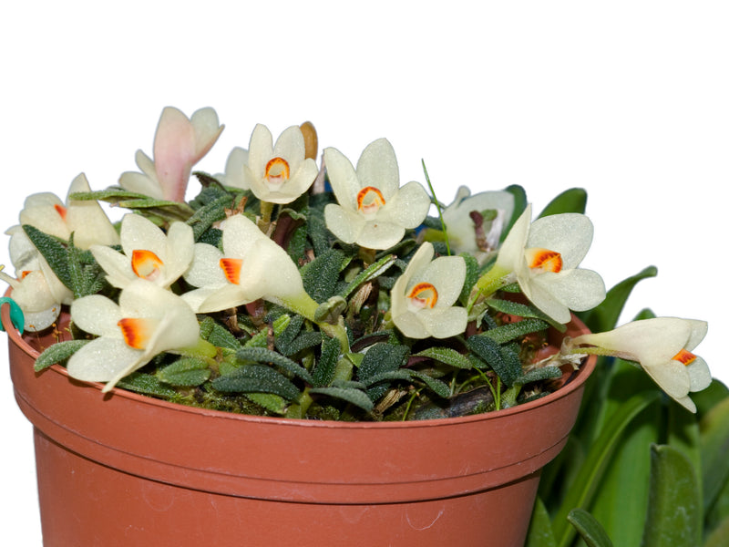 Dendrobium cuthbertsonii f. alba