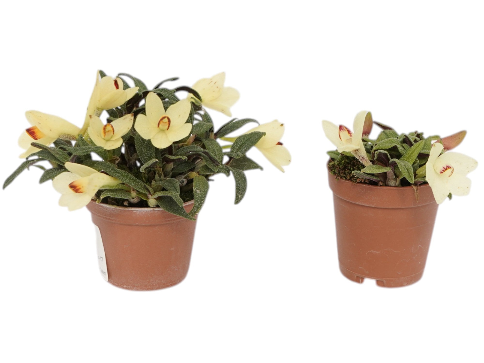 Dendrobium cuthbertsonii f. alba (Big)
