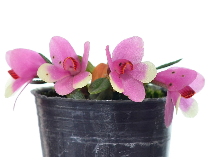 Dendrobium cuthbertsonii f. bicolor