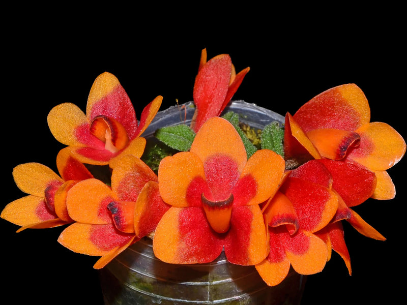 Dendrobium cuthbertsonii f. orange x f. red yellow 'Pepe'