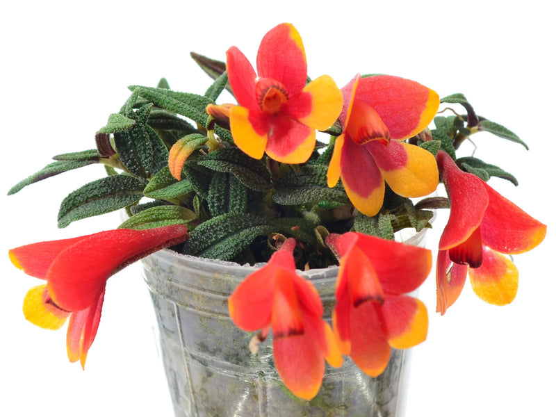 Dendrobium cuthbertsonii f. orange x f. red yellow 'Pepe'