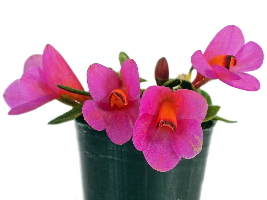 Dendrobium cuthbertsonii f. pink