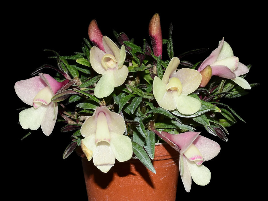 Dendrobium cuthbertsonii f. pink x f. white Japan