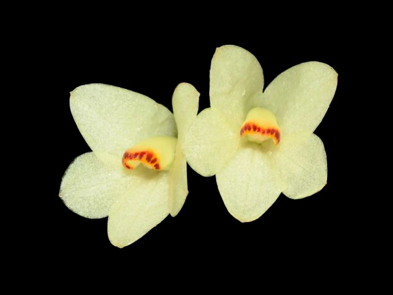 Dendrobium cuthbertsonii f. purple-white x Hemolele