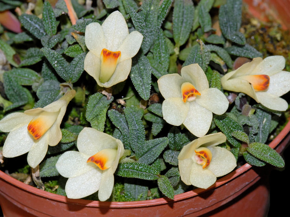 Dendrobium cuthbertsonii f. white