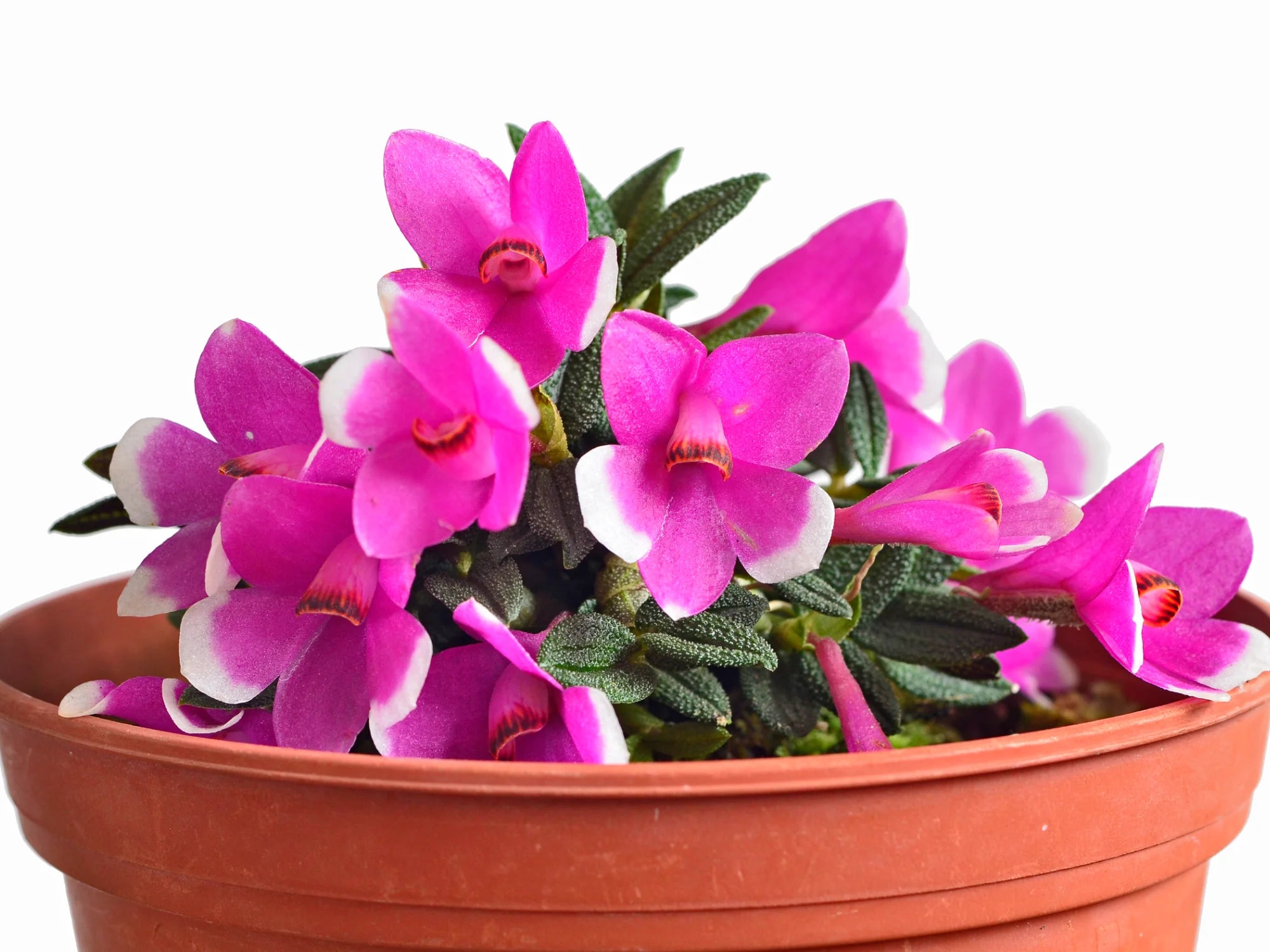 Dendrobium cuthbertsonii f. pink x f. purple and white